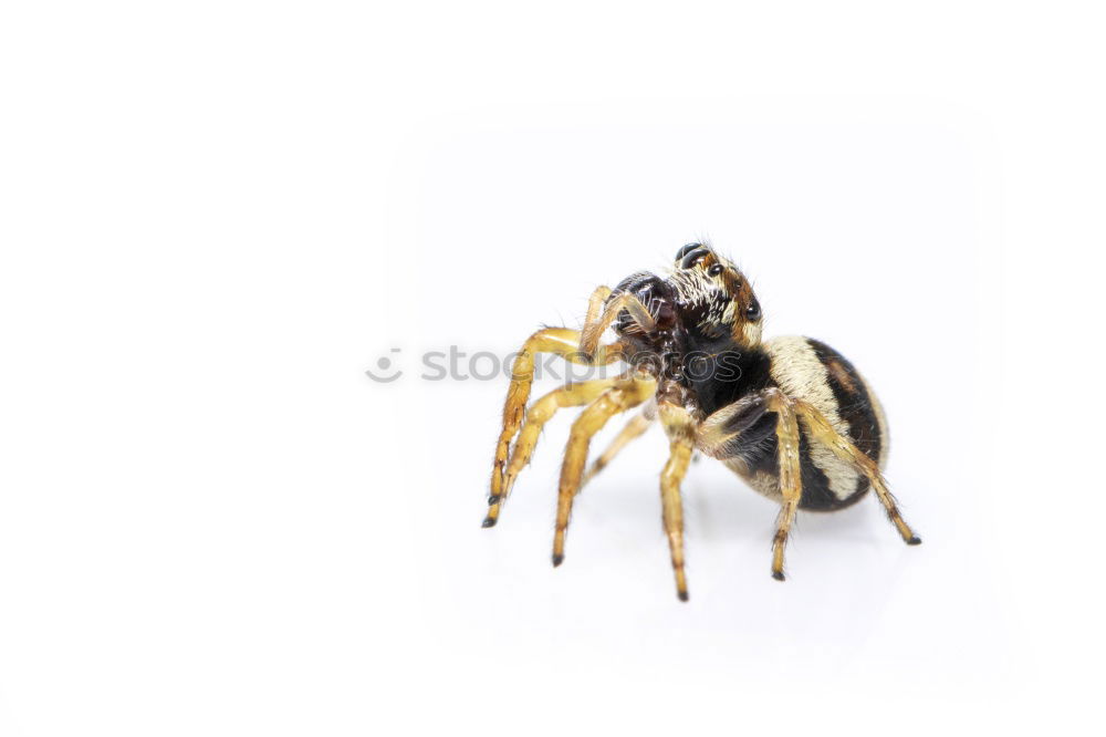 Similar – my spider Spider