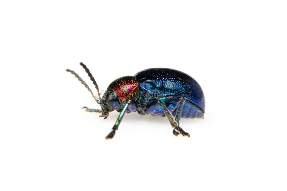 Similar – Big Beetle Isolated Image