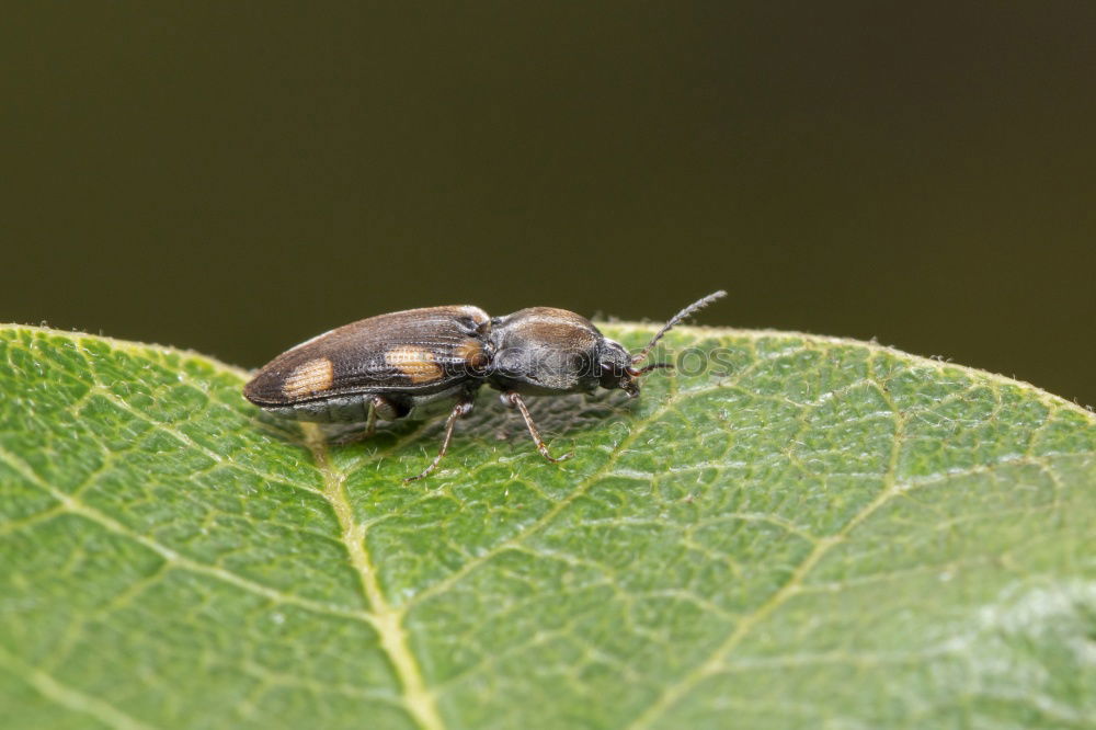 Similar – Schlüpfende Wanzenlarven mit Eiern