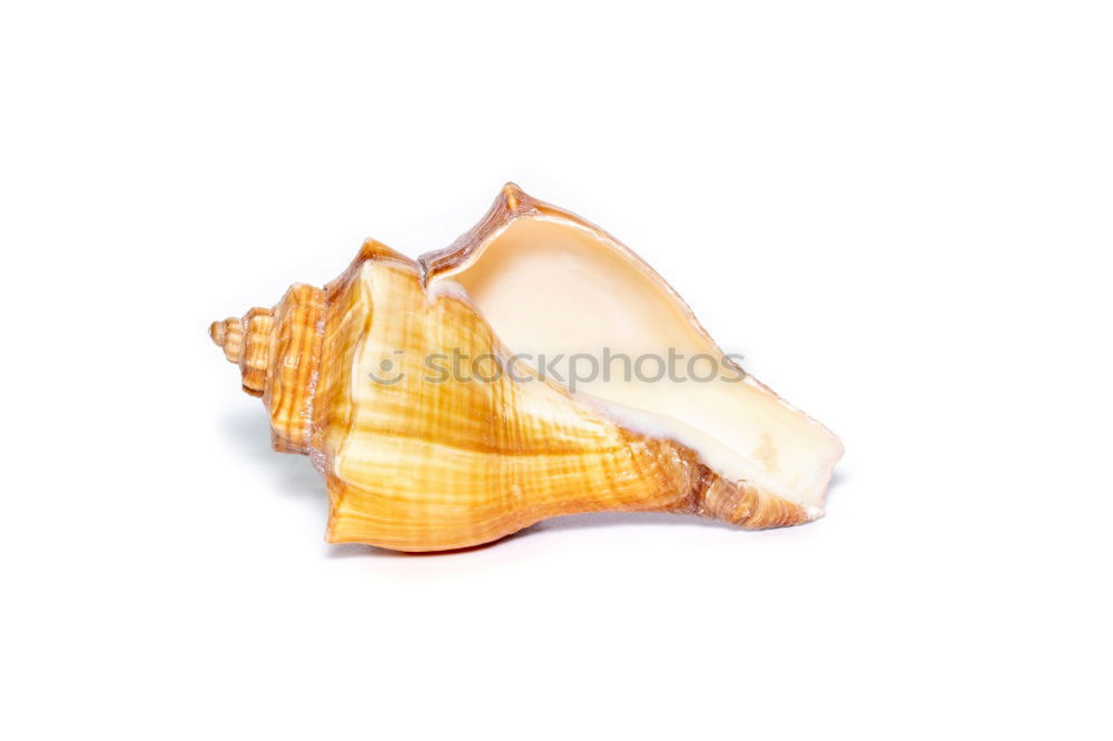 Similar – Image, Stock Photo herbarium Elegant Style