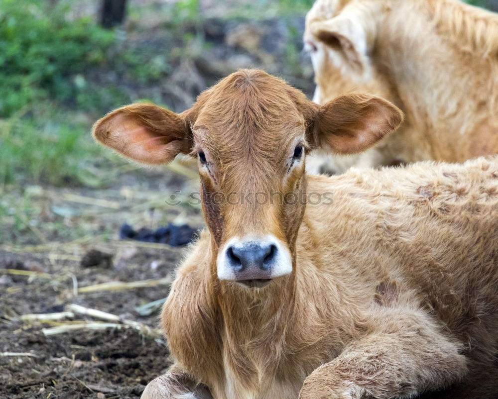 cow-child Nature Animal