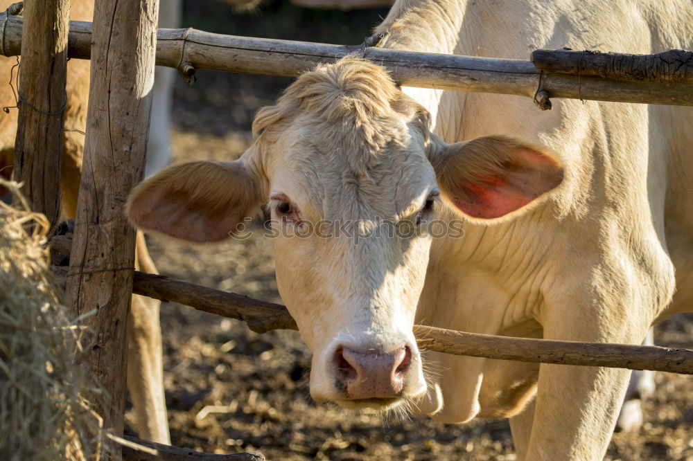 Similar – brown cattle Animal Grass