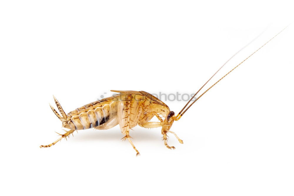 Similar – Image, Stock Photo mouse Mouse White