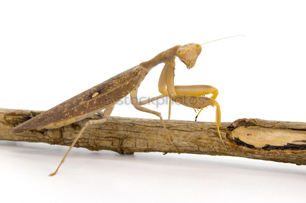 Similar – grasshopper Locust