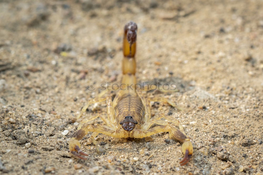 Similar – Foto Bild Fire-bellied Toad sitting on a stone