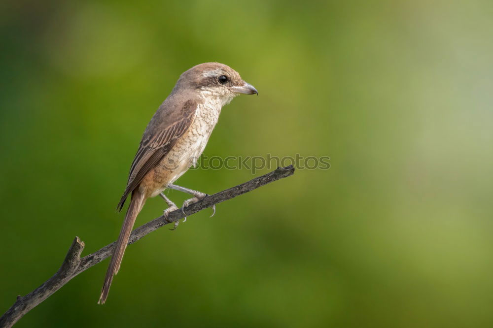 Similar – Beautiful wild bird Life