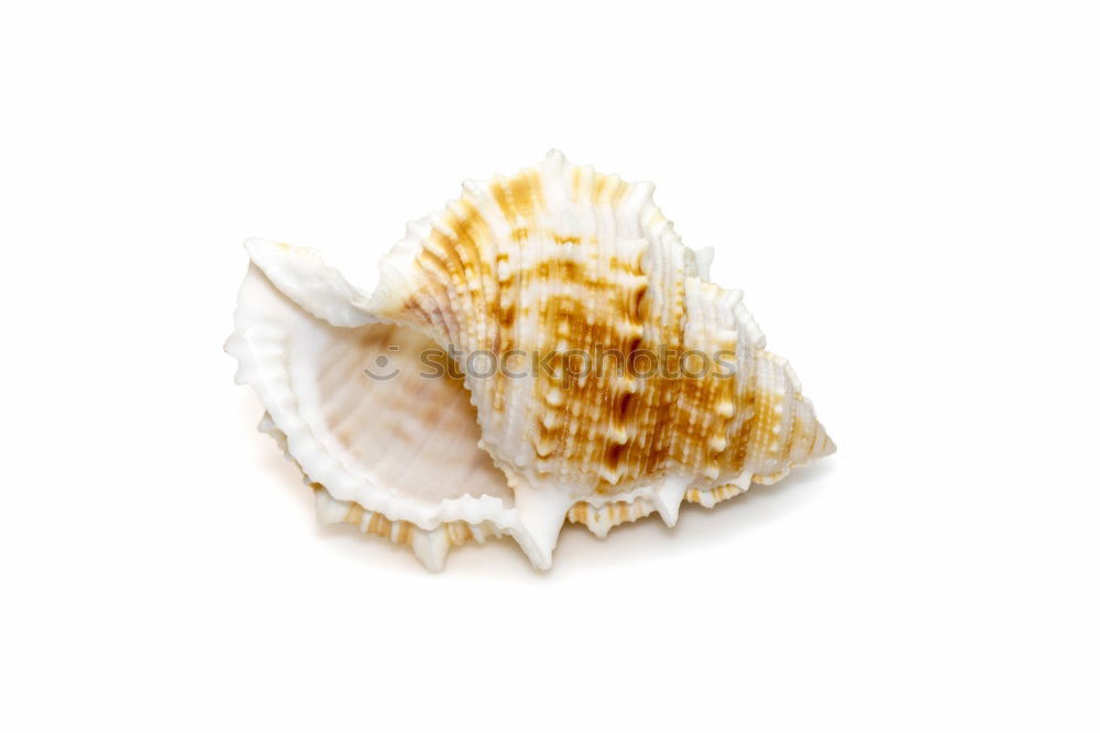 Similar – Image, Stock Photo Seashells. Top view with copy space.