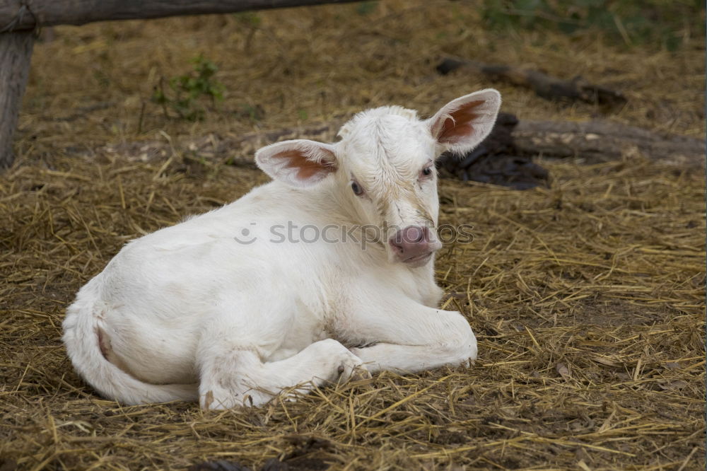 Similar – Stroke me! White Goats