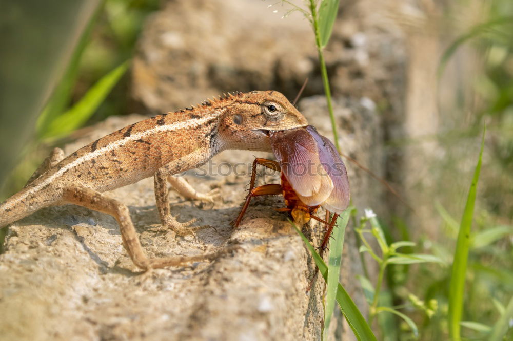 Similar – Animal skull lost in desert