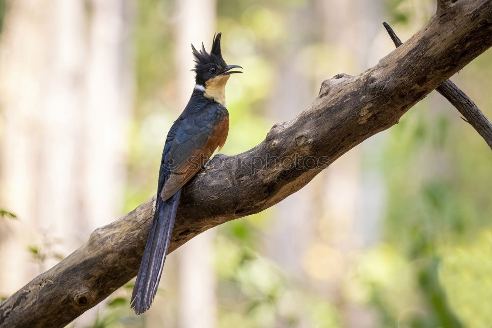 Similar – Image, Stock Photo Kingfisher in pose Animal