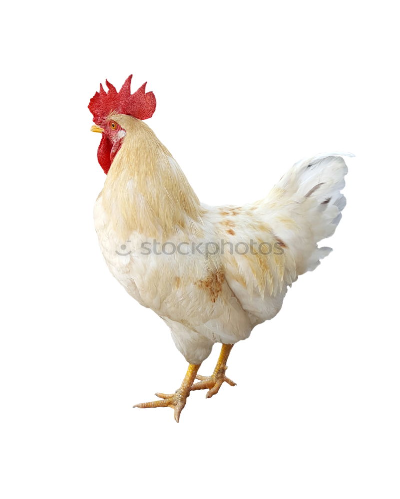 Similar – Image, Stock Photo Brown Leghorn Rooster