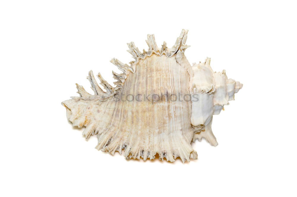 Similar – Image, Stock Photo Seashells. Top view with copy space.