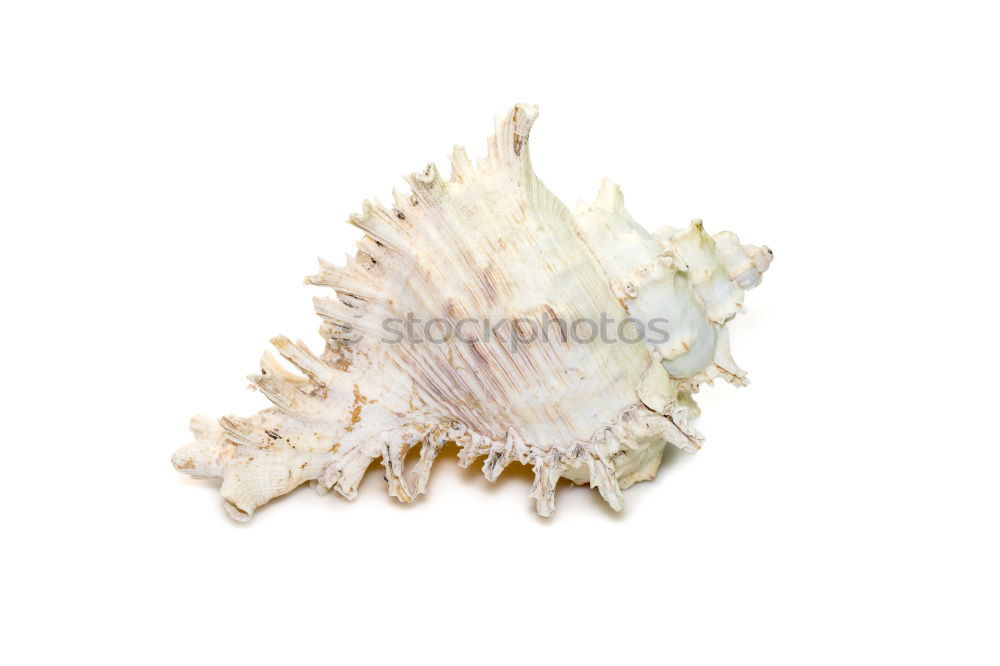 Similar – Image, Stock Photo Seashells. Top view with copy space.