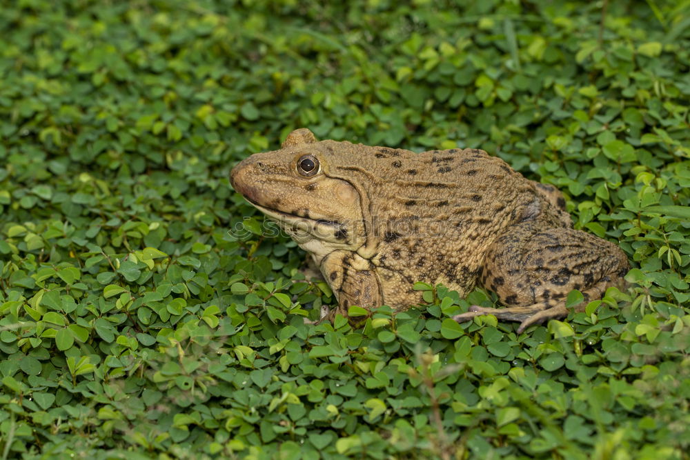 Similar – full length image of colorful marsh frog