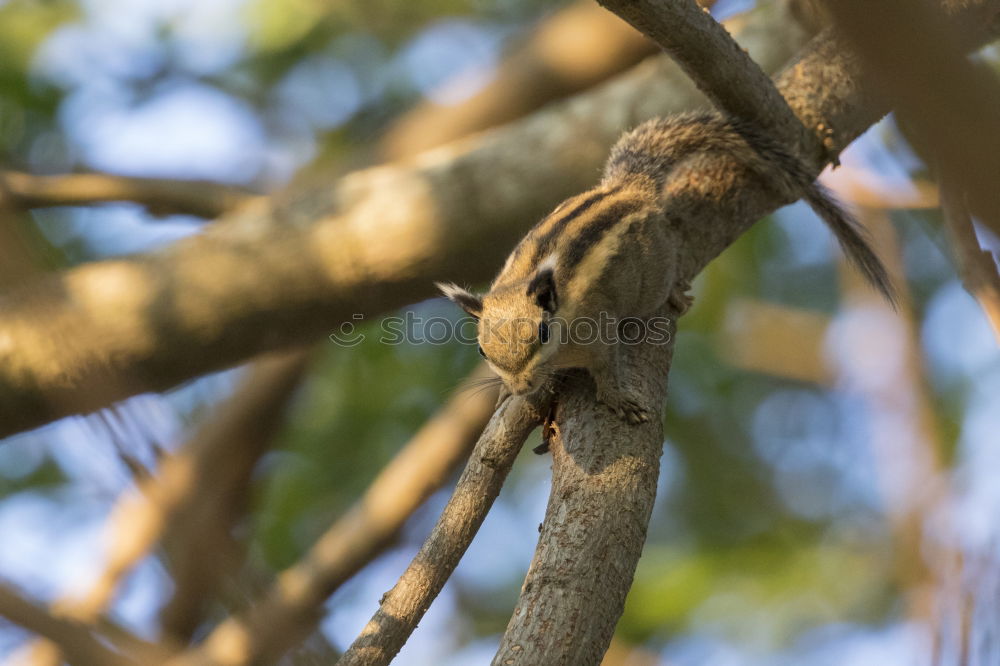 Similar – Sniffing Squirrel Nature