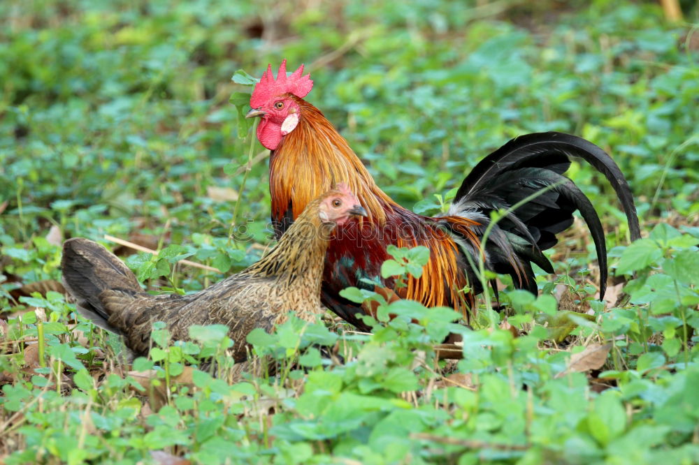 Similar – Image, Stock Photo Young cock on meadow