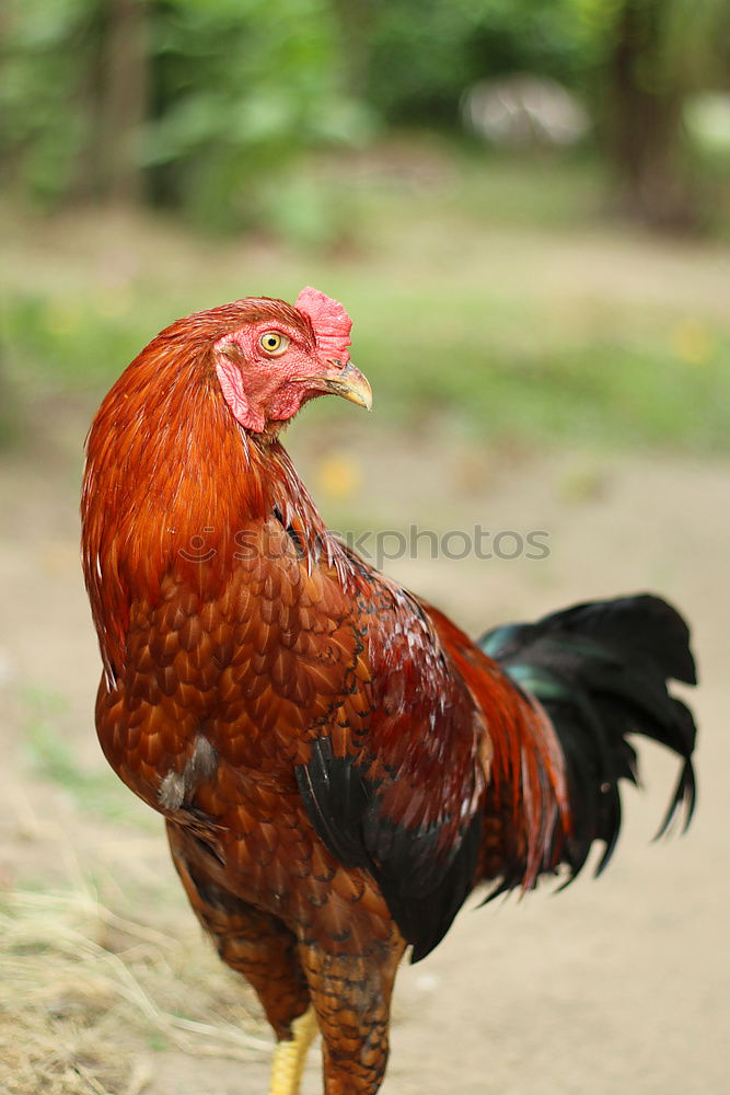 Similar – Image, Stock Photo Johanna the chicken Nature