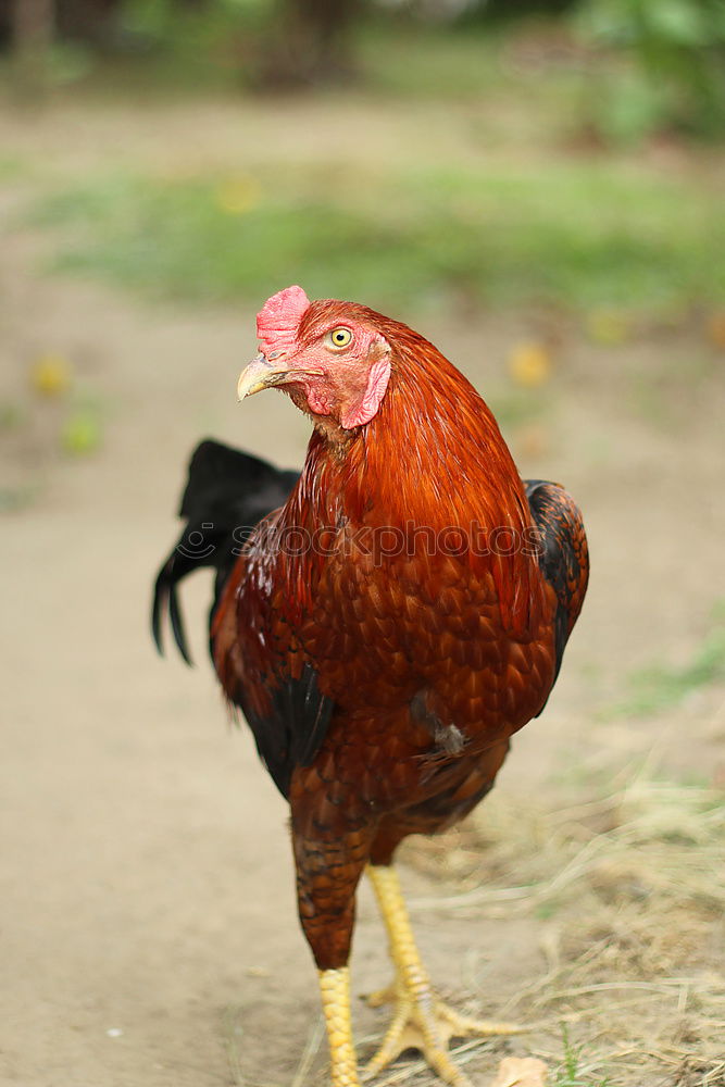 Image, Stock Photo Where’s Adele? Rooster