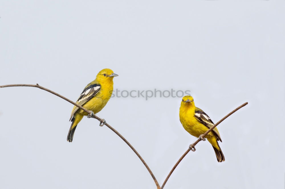 Similar – Image, Stock Photo *flatter* Bird Tit mouse