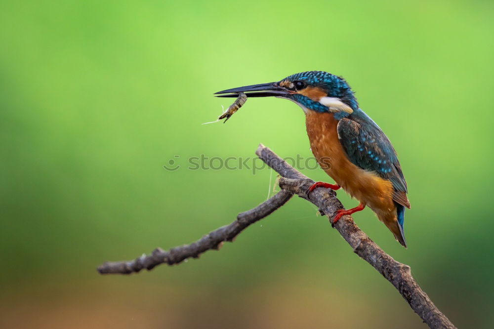 Similar – Image, Stock Photo the catch Animal Bird 1