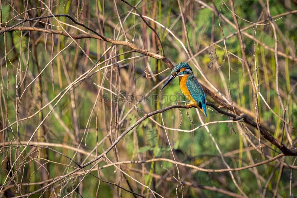 Similar – Foto Bild Kolibri II Ausflug