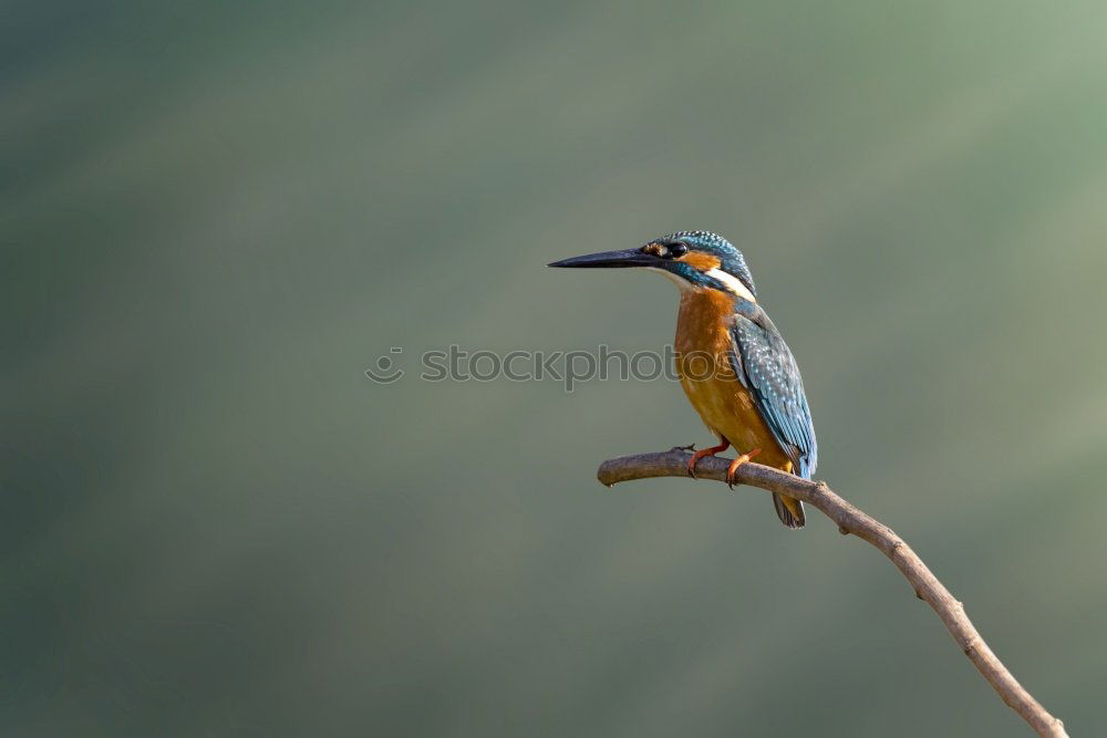 Similar – Kingfisher on a branch