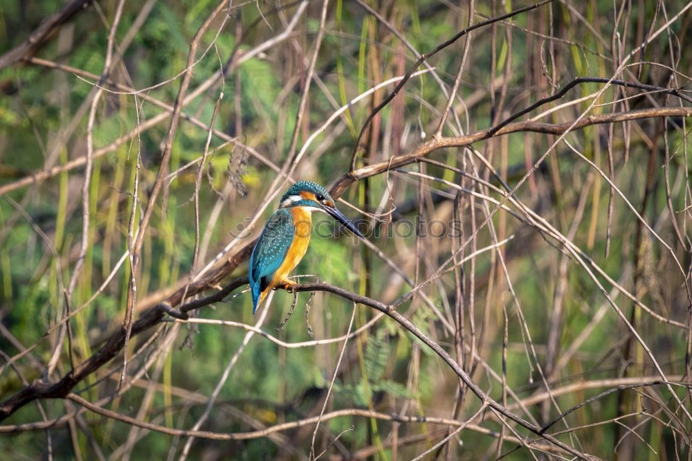 Similar – Foto Bild Kolibri II Ausflug