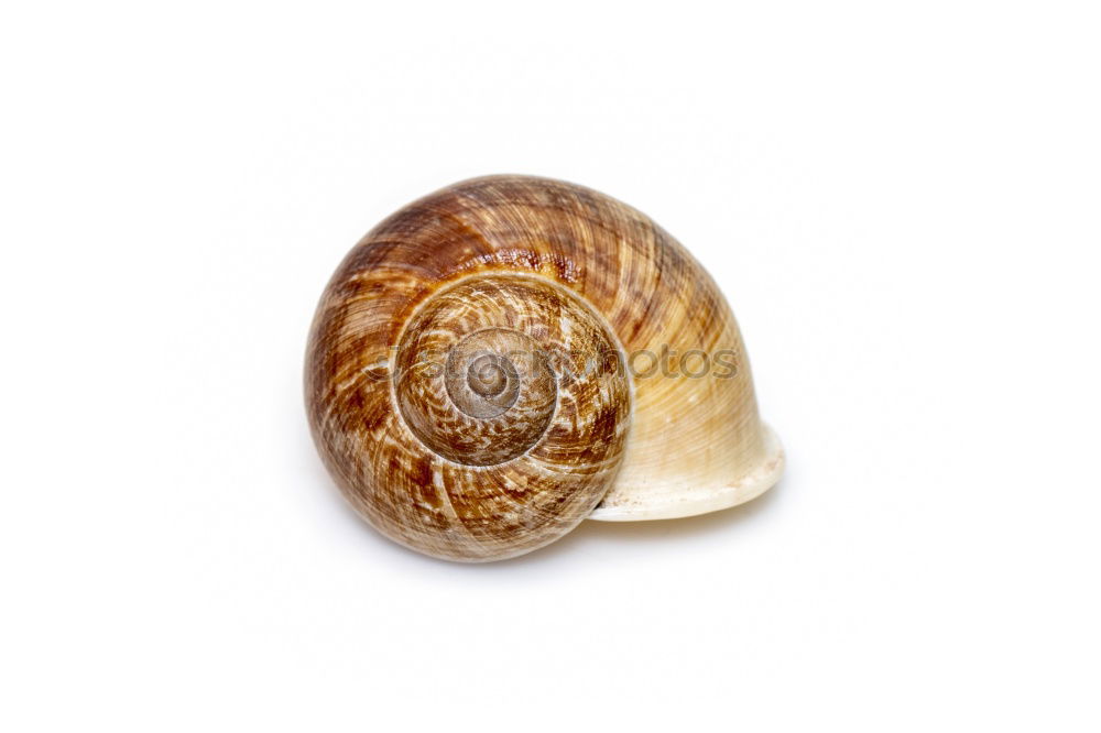 Similar – Image, Stock Photo snail shells Style Design