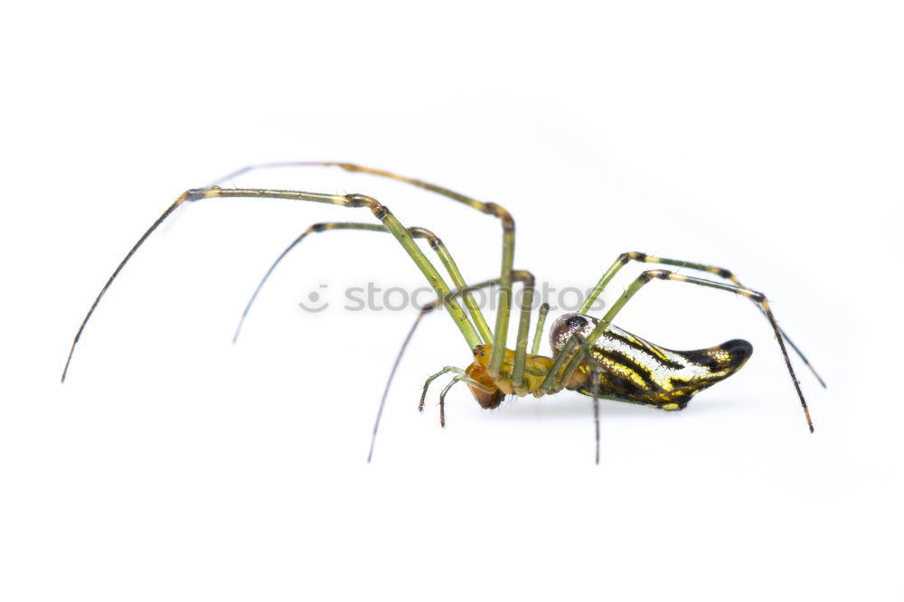 Similar – Image, Stock Photo scorpio2 Insect scorpion