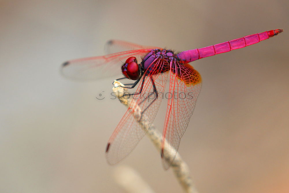 Similar – Blue dragonfly on one leaf