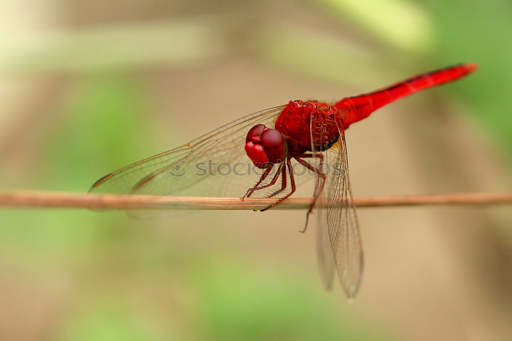 Similar – Image, Stock Photo Early Adonis Virgo (Pyrrhosoma nymphula) _04