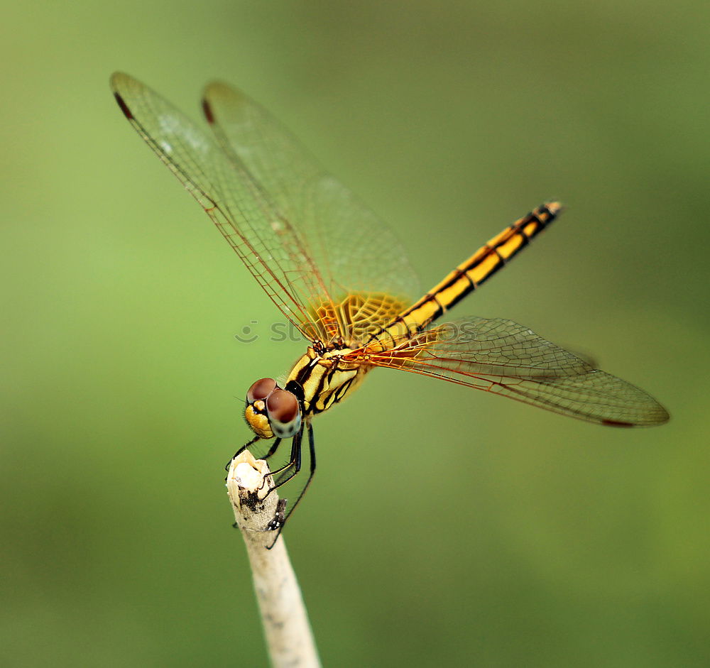 Similar – Image, Stock Photo Fragile wing system #1