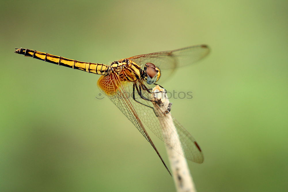 Similar – Sympetrum striolatum dragonfly