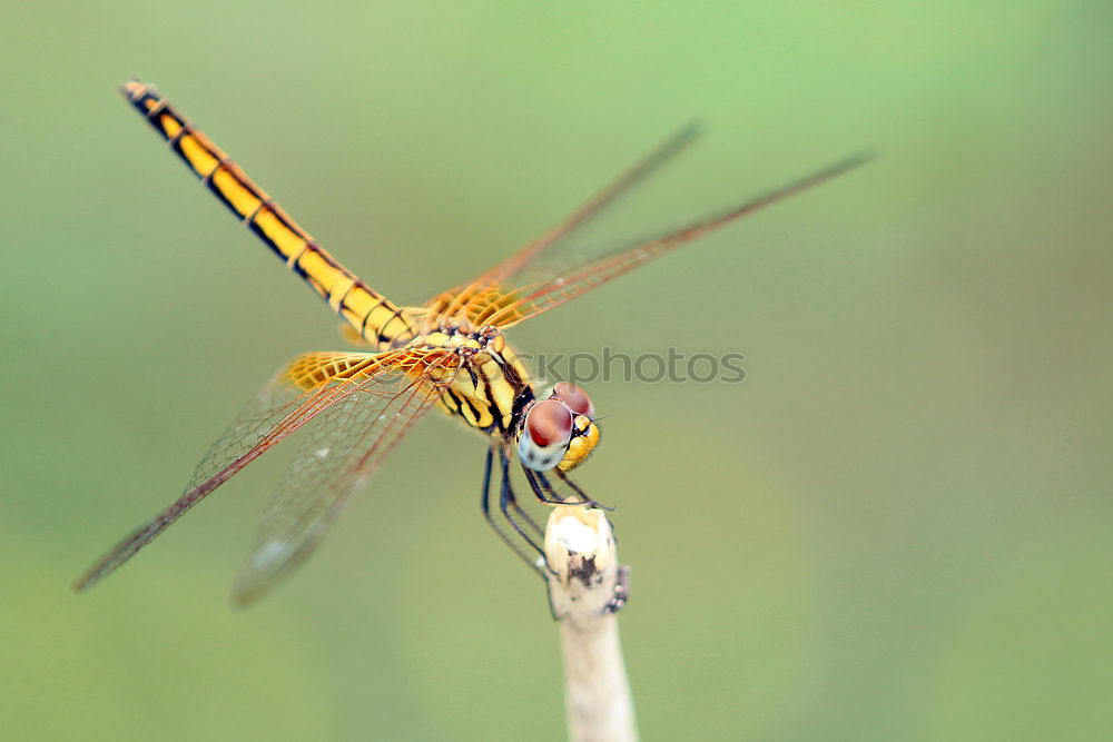 Similar – Image, Stock Photo Sympetrum meridionale (male) N°2