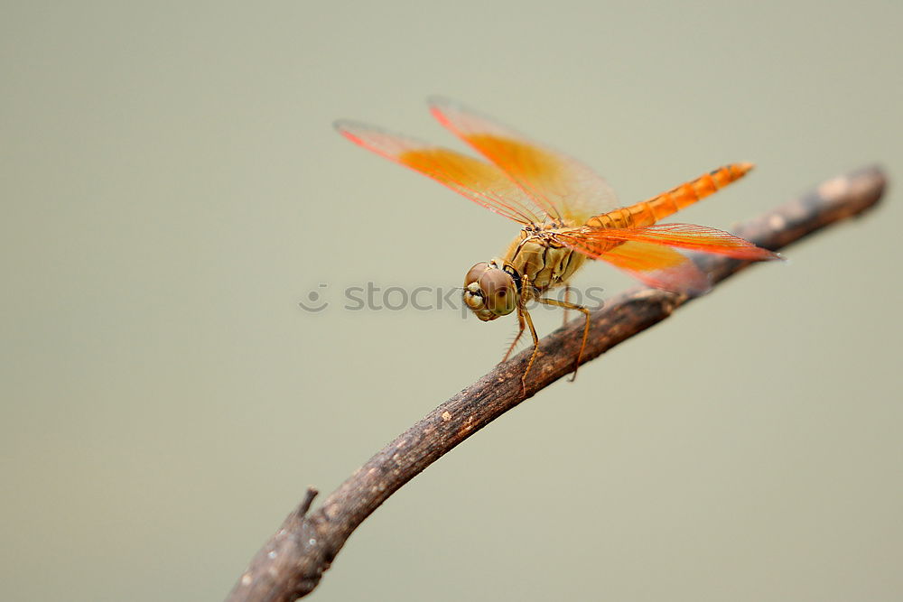 Similar – Sympetrum striolatum dragonfly