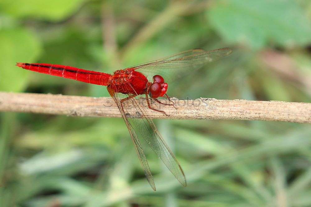 Similar – Image, Stock Photo Under the sign of the dragonfly