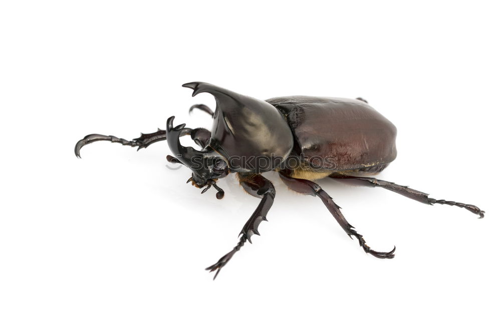 Similar – Child with beetle Garden