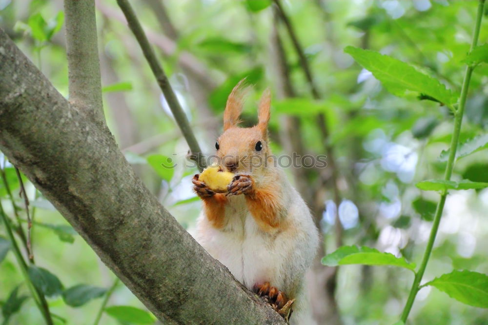 Similar – Curious squirrel in a tree