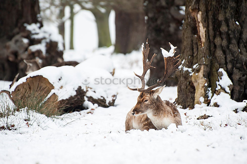 Similar – Auf der Hut! Winter Schnee