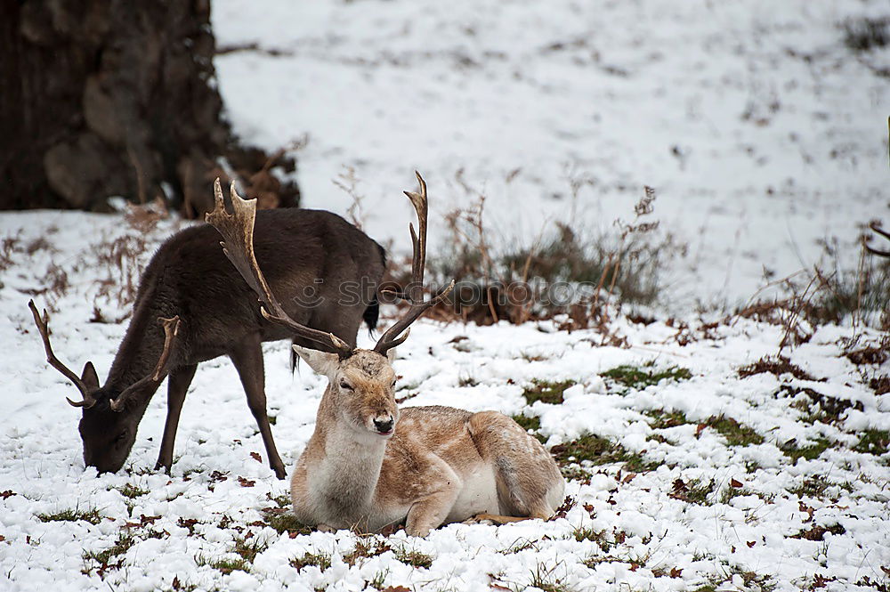 Similar – Foto Bild 2 Rehe auf gefrorener Wiese