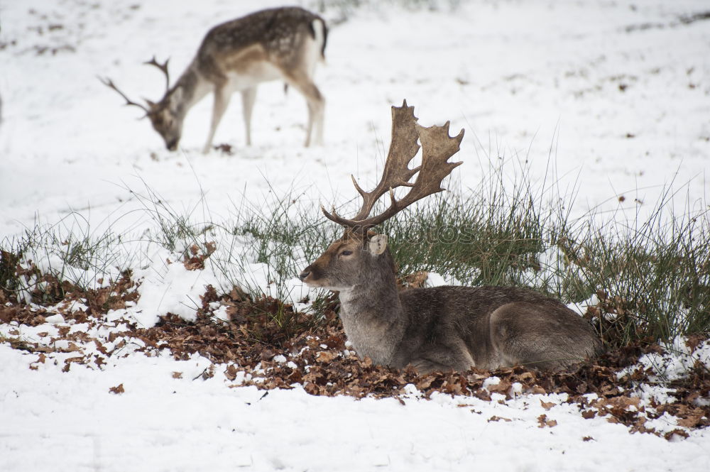 Similar – Auf der Hut! Winter Schnee