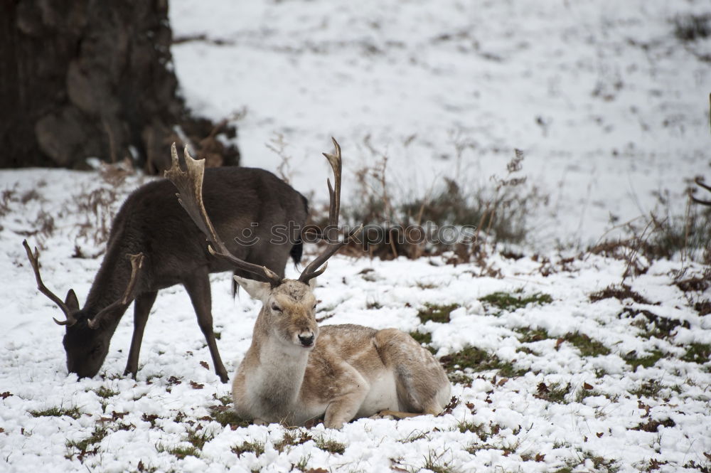 Foto Bild 2 Rehe auf gefrorener Wiese