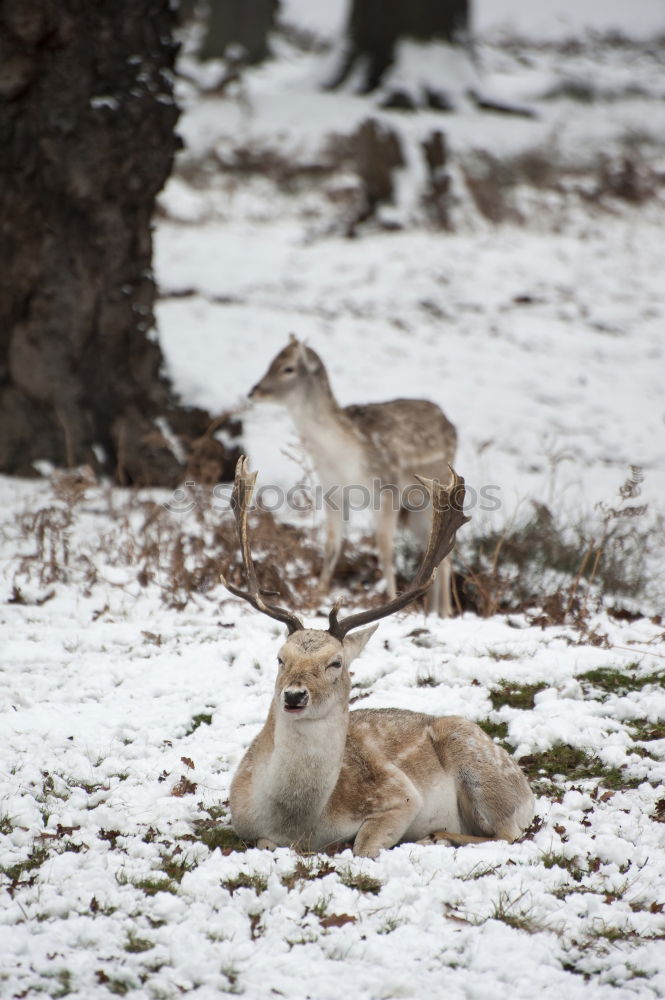 Similar – Foto Bild 2 Rehe auf gefrorener Wiese