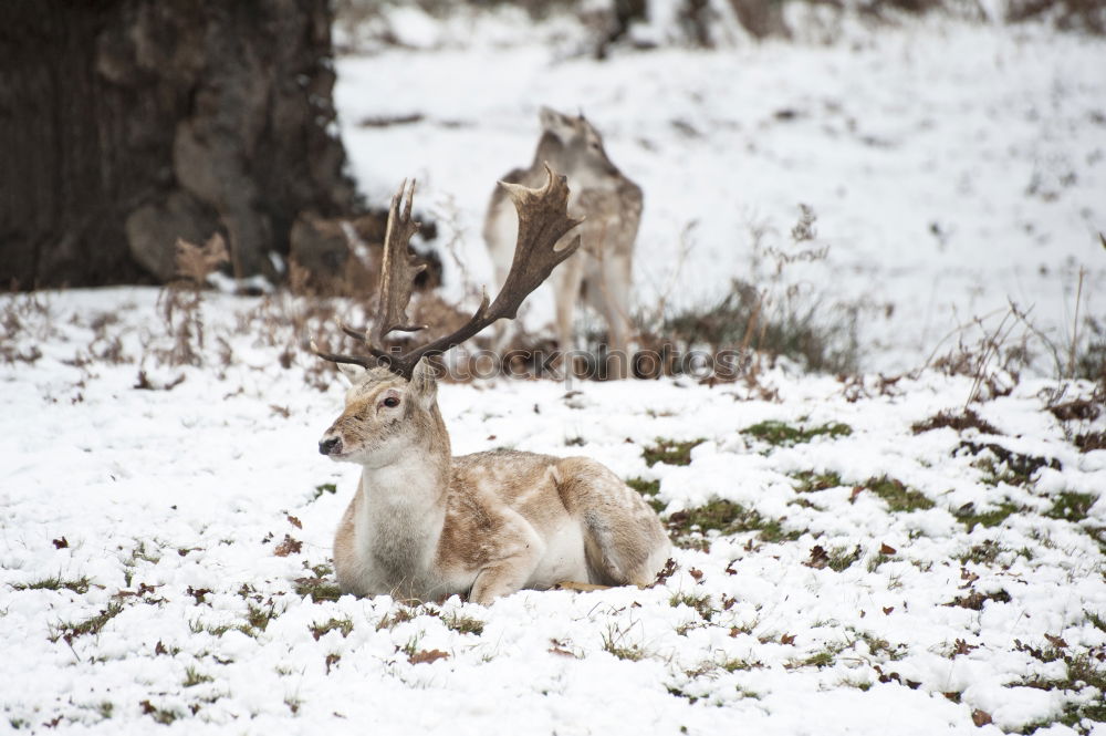 Similar – Auf der Hut! Winter Schnee