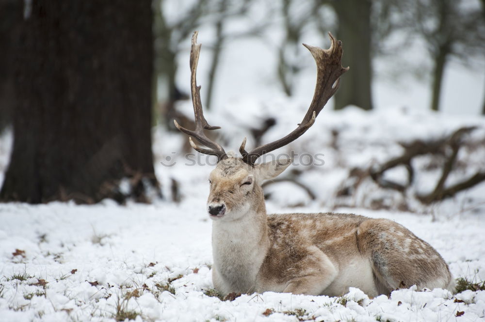 Similar – Auf der Hut! Winter Schnee