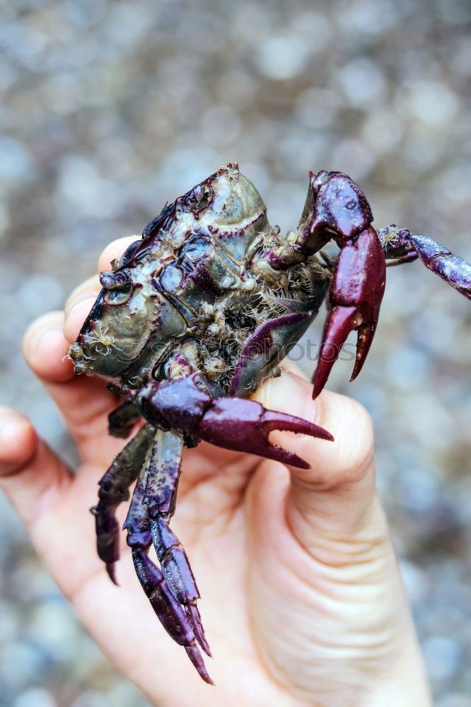 Similar – Close up detail Crab face with mouth and eyes on beach