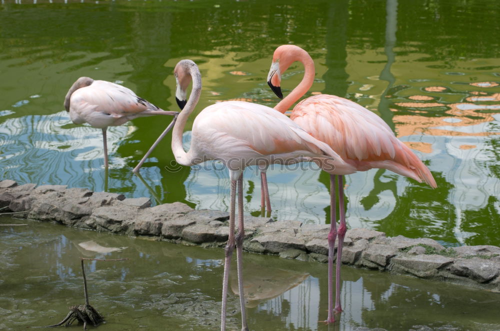 Similar – Flamingo sleeps Nature