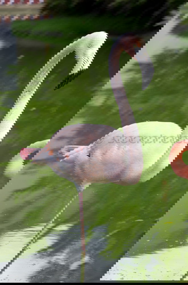 Image, Stock Photo Flip flop