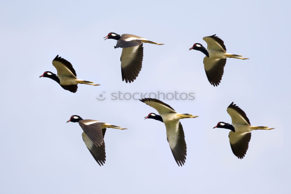 Similar – Away. ästhetisch Vogel