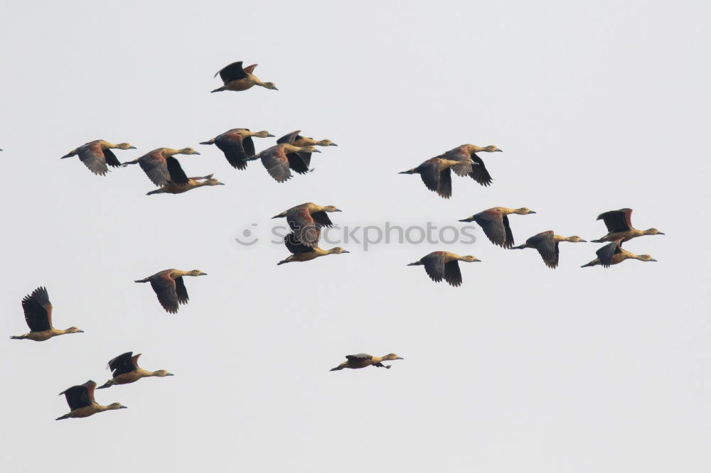 Similar – Image, Stock Photo Flies! Nature Animal Sky